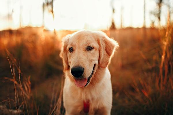 Dog-Park